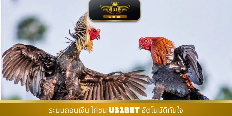 ระบบถอนเงิน ไก่ชน U31 อัตโนมัติทันใจ