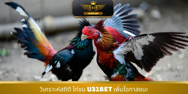 วิเคราะห์สถิติ ไก่ชน U31 เพิ่มโอกาสชนะ